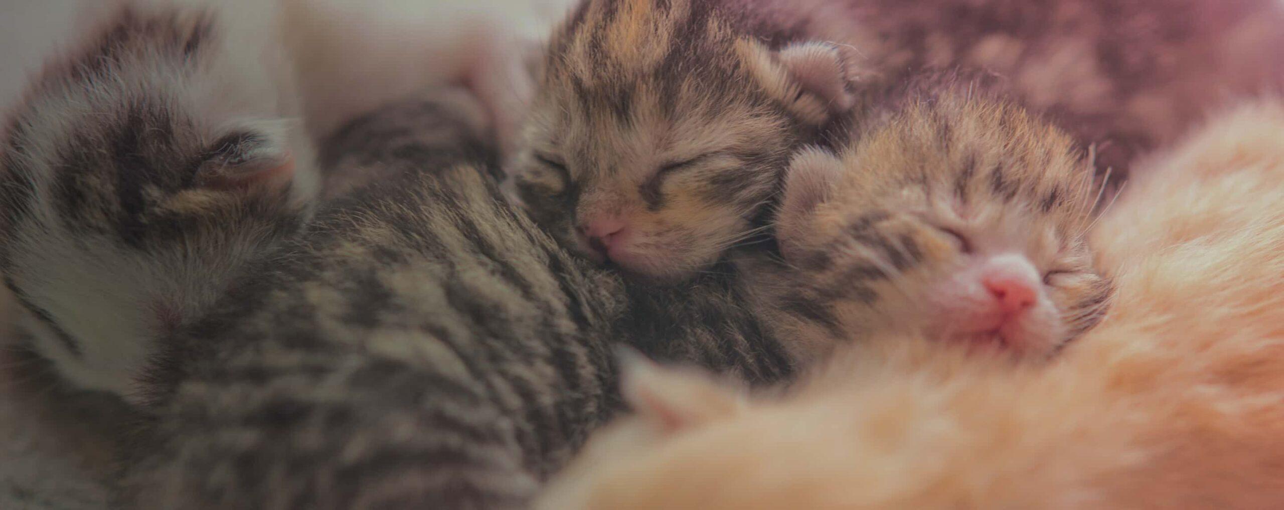 Newborn kittens are shown sleeping.